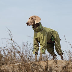 Weimaraner dog standing on mountain cliff wearing olive green four-legged dog winter coat, windproof full coverage high collar dog jacket for outdoor hiking
