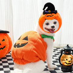 Cute Pomeranian dog wearing full Halloween pumpkin costume with witch hat, jack o lantern pet outfit