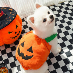 Pomeranian dog in pumpkin Halloween costume, perfect for holiday photoshoot and trick or treat