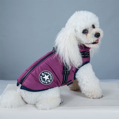 Small white dog wearing a purple winter coat for cold weather