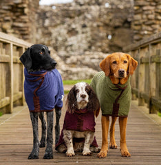 Dog wearing a quick dry bathrobe