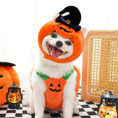 Happy small white dog in Halloween pumpkin costume and witch hat, front view pet holiday clothes
