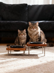 Two fluffy cats next to different‑size elevated walnut pet bowl stands, size comparison lifestyle photo