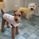 Wire fox terrier and west highland terrier wearing summer dog cooling vest, pink and yellow