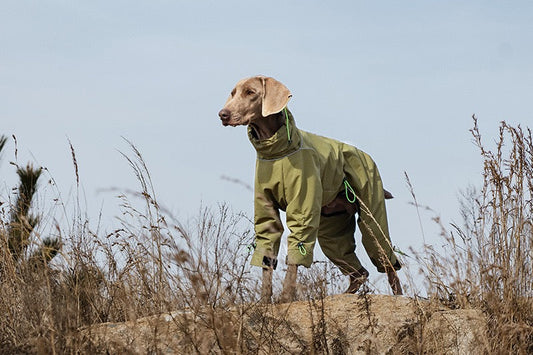 How to Choose the Best Waterproof Dog Coat for Outdoor Adventures