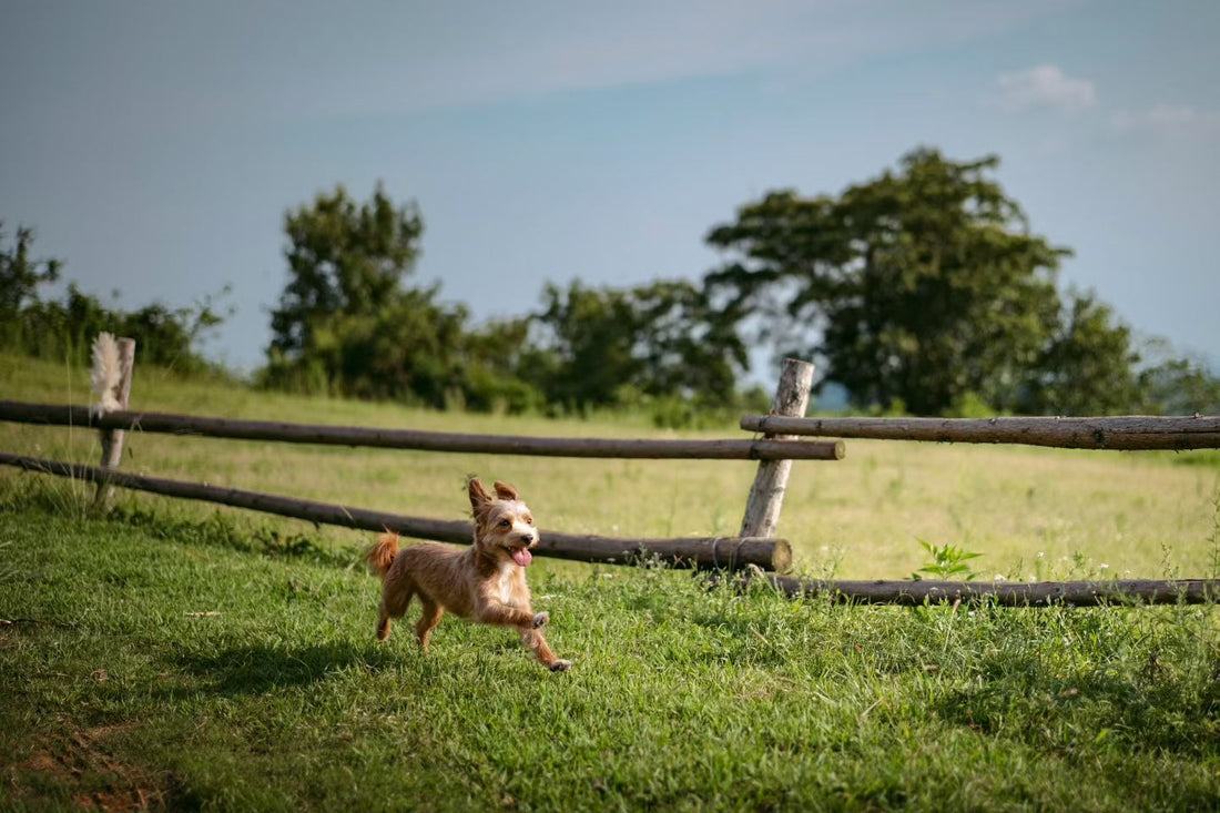 Do Dogs Need a Raincoat? Benefits of Waterproof Dog Jackets