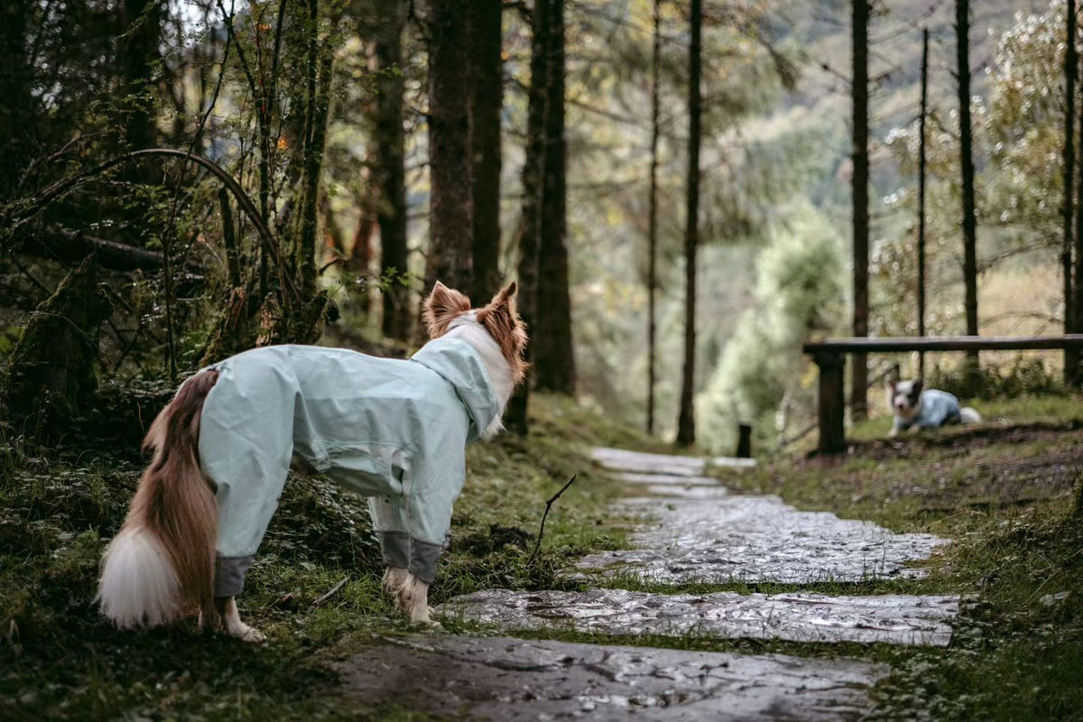 Waterproof Windproof Dog Jacket: The Winter Armor Your Dog Actually Needs