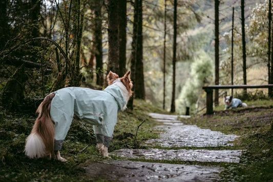 Waterproof Windproof Dog Jacket: The Winter Armor Your Dog Actually Needs