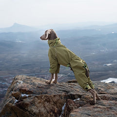 Weimaraner dog standing on mountain cliff wearing olive green four-legged dog winter coat, windproof full coverage high collar dog jacket for outdoor hiking