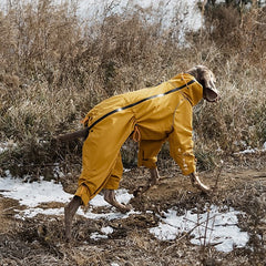 Weimaraner walking on snowy dry grass with mustard yellow four legged dog winter coat, windproof high collar full coverage dog jacket