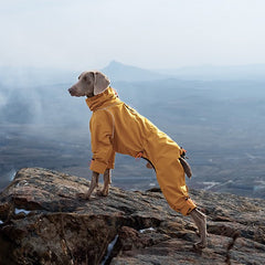 Weimaraner dog on mountain cliff in mustard yellow four-legged dog winter coat, windproof full coverage high collar dog outdoor jacket
