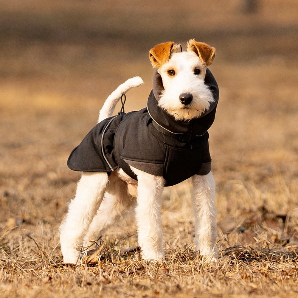 Black waterproof dog coat terrier running in dry grass
