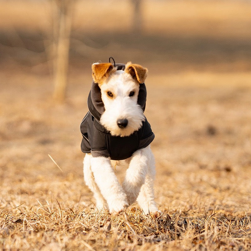 Black thick dog winter jacket terrier dog in grass field