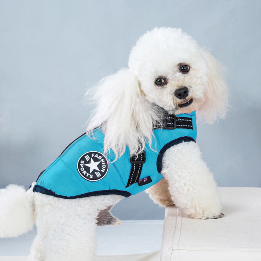 Small white dog wearing a blue windproof winter dog coat