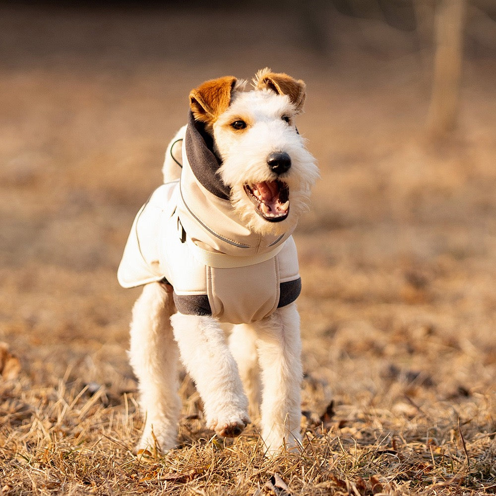 Cream outdoor dog winter jacket happy terrier dog portrait