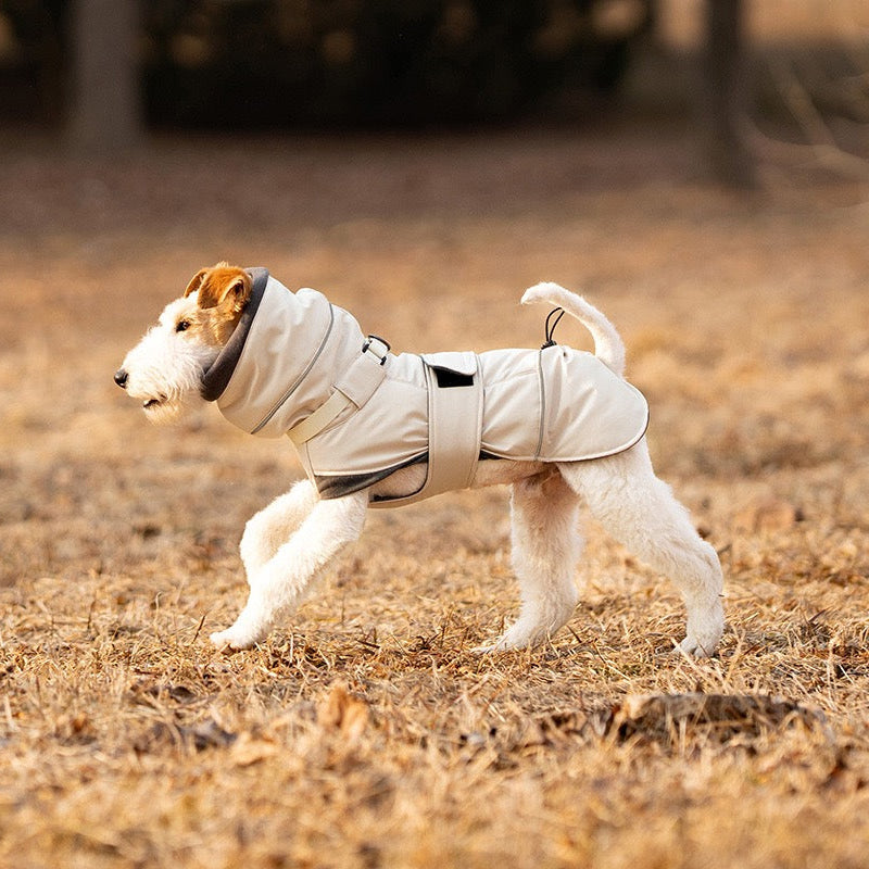 Cream waterproof dog coat terrier dog walking in autumn field