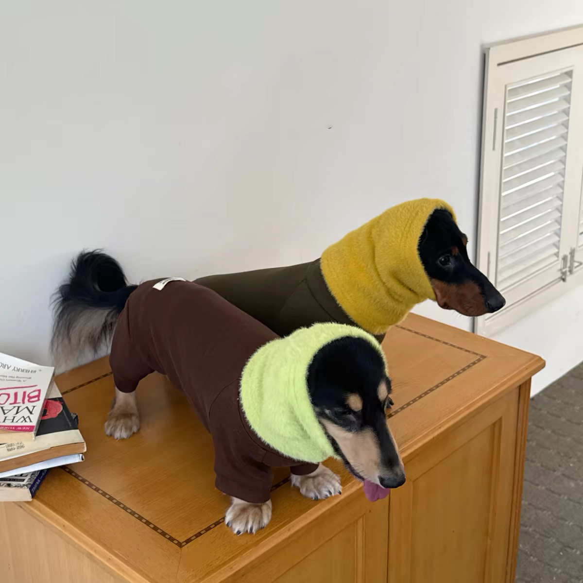 Dachshund dog in brown full body fleece onesie with fuzzy green neck warmer stretch dog outfit