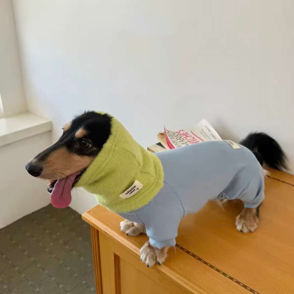 Miniature dachshund wearing light blue full body fleece jumpsuit with fuzzy green neck warmer cozy dog winter clothes