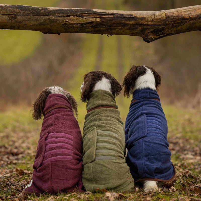 Back view of a dog wearing a bathrobe