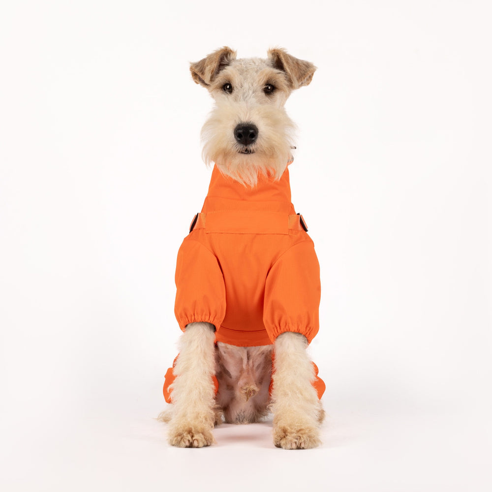 Orange dog four legs rain coat studio photo