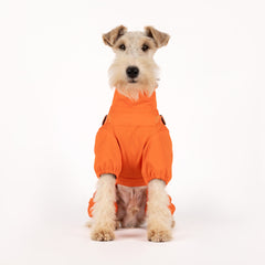 Orange dog four legs rain coat studio photo