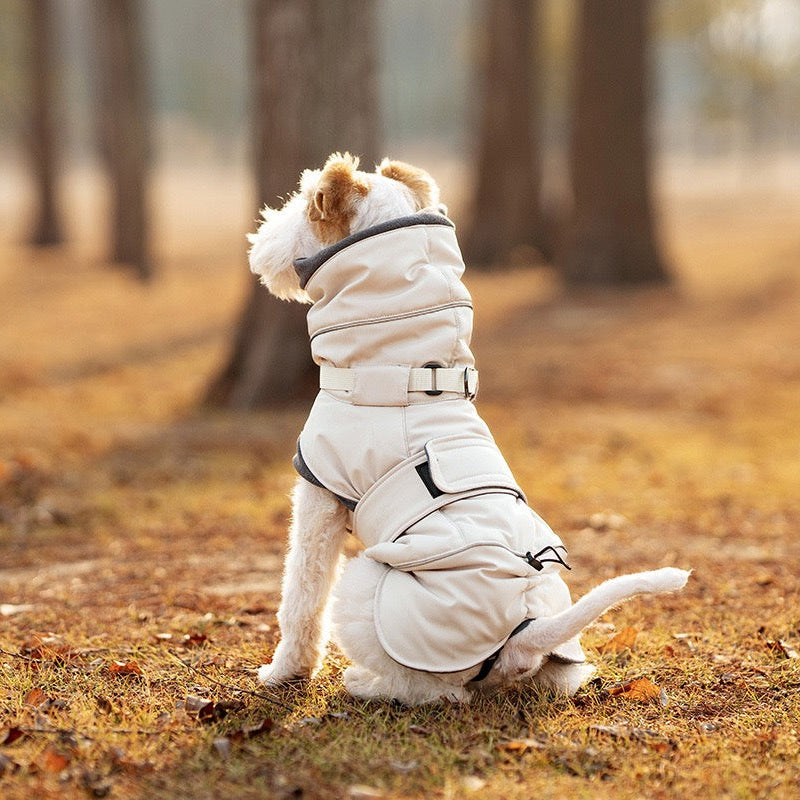 Cream dog winter waterproof coat terrier dog sitting in autumn forest