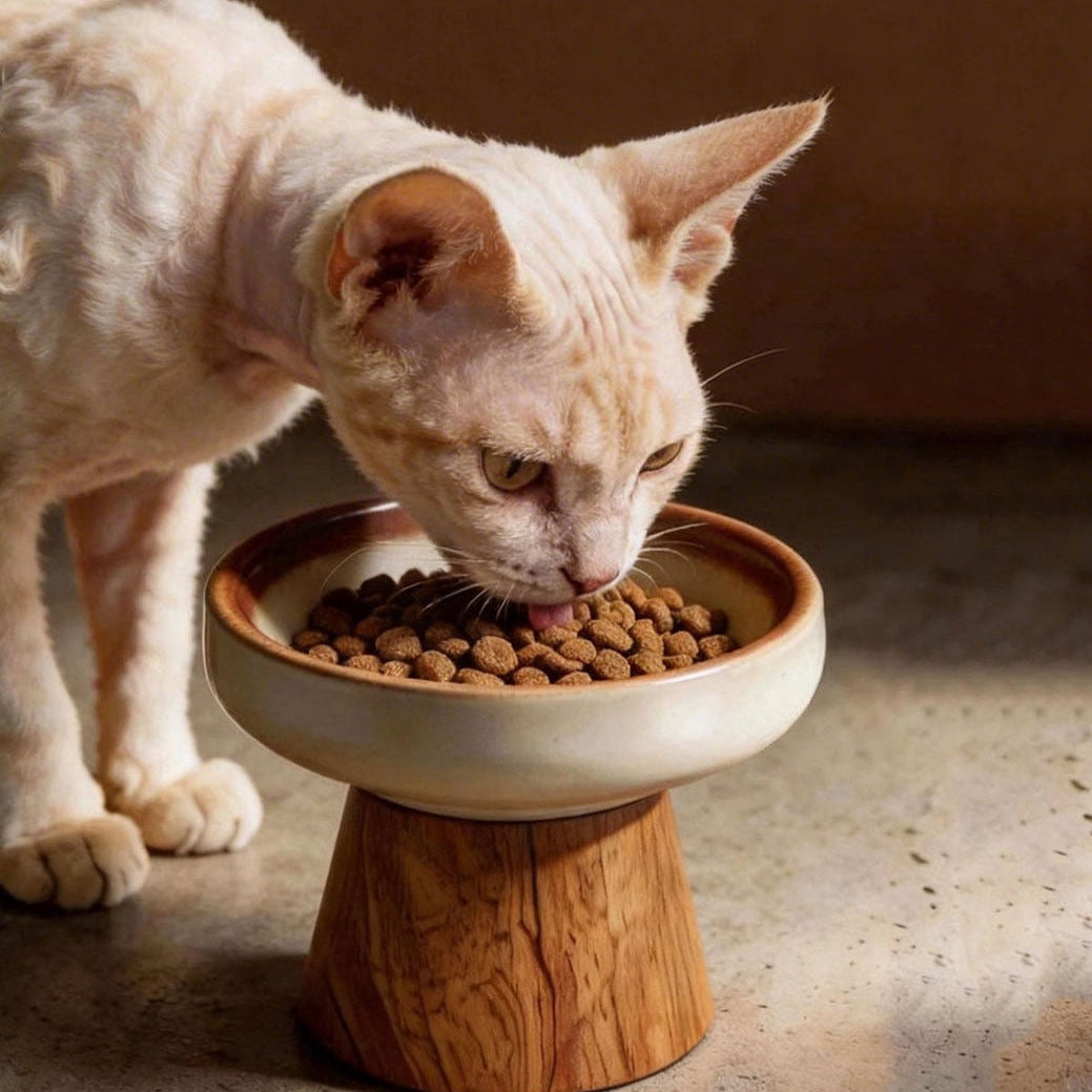 Sphynx cat eating kibble from elevated ceramic cat bowl with solid wood stand