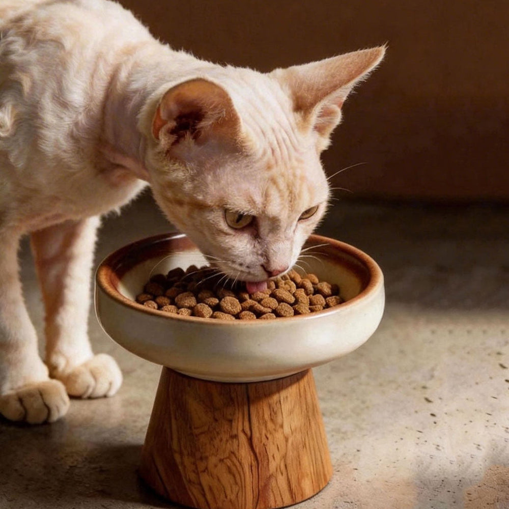 Sphynx cat eating kibble from elevated ceramic cat bowl with solid wood stand
