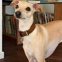 Cute Italian Greyhound portrait wearing brown vintage suede leather dog collar, premium pet wear