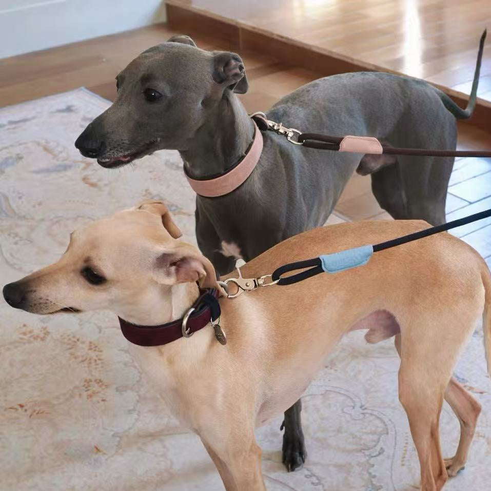 Italian Greyhound dog wearing soft blush suede leather collar walking indoors, matching dog lead