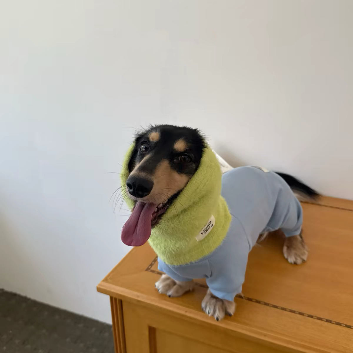 Mini dachshund wearing light blue four legged fleece jumpsuit and green neck snood cute dog winter clothing