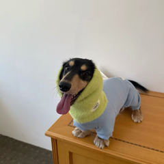 Mini dachshund wearing light blue four legged fleece jumpsuit and green neck snood cute dog winter clothing