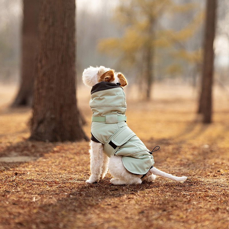 Mint green dog outdoor coat terrier sitting in autumn woods