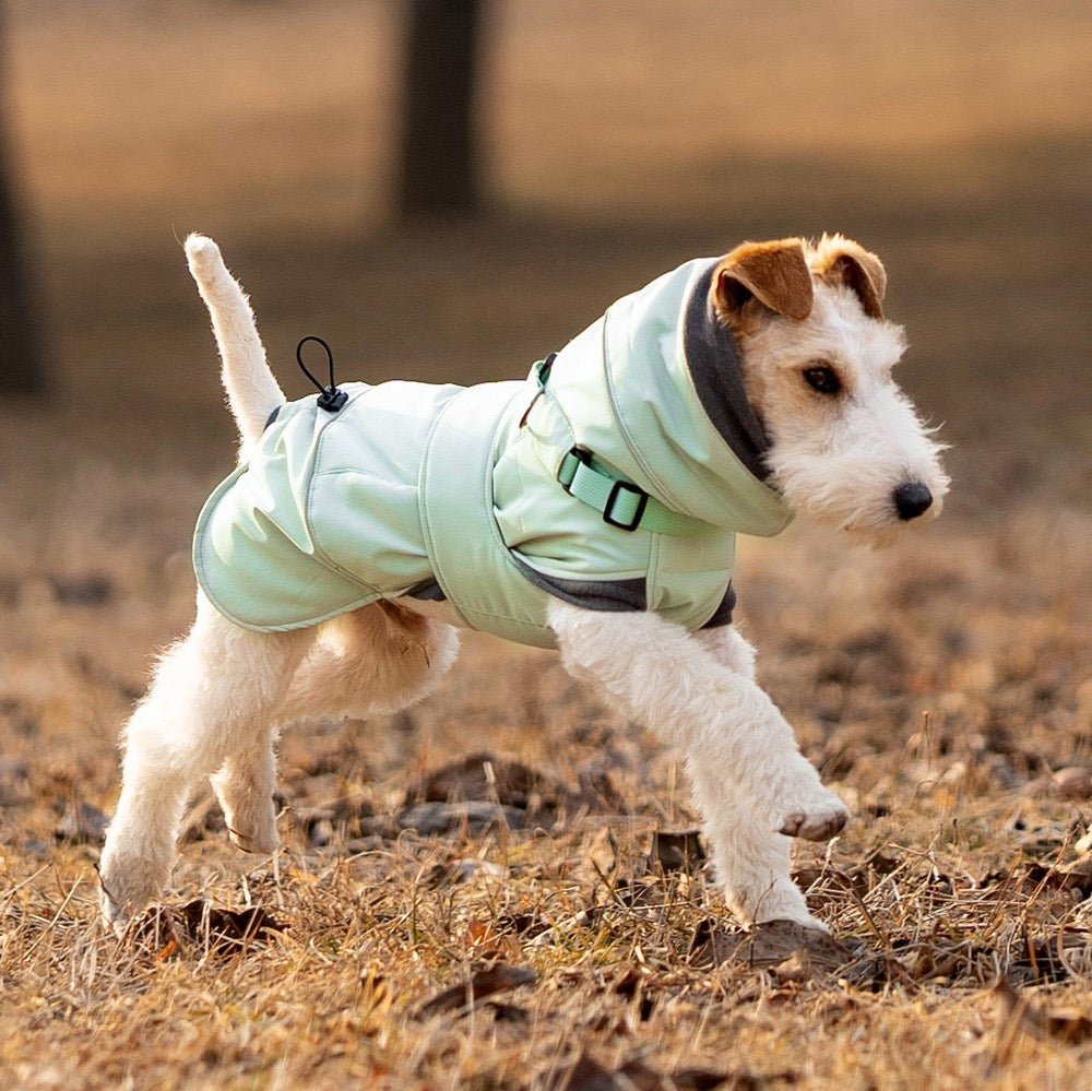 Mint green dog winter coat with built-in harness dog running