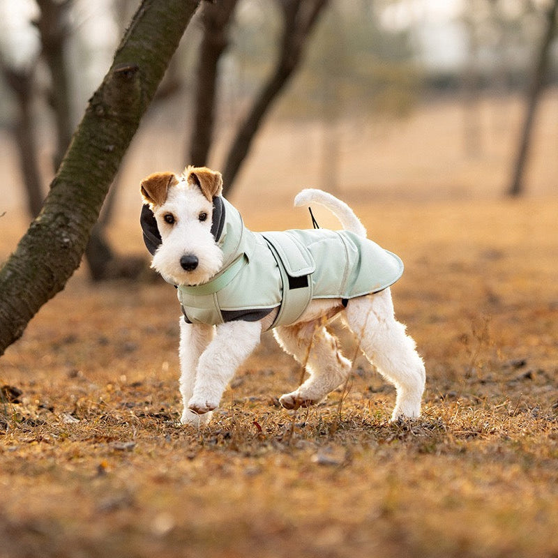 Mint green dog warm jacket terrier dog running outdoor
