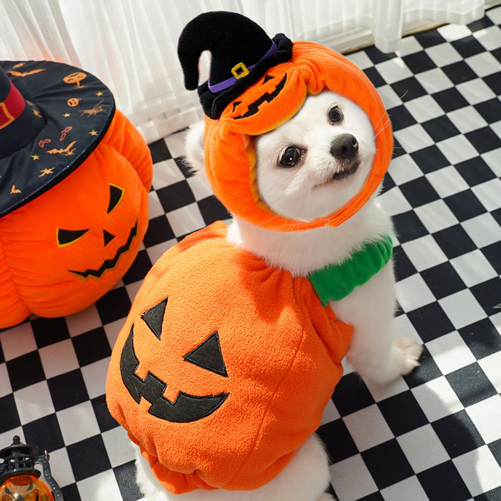 Side view of small dog wearing orange pumpkin Halloween costume with witch hat, party pet dress