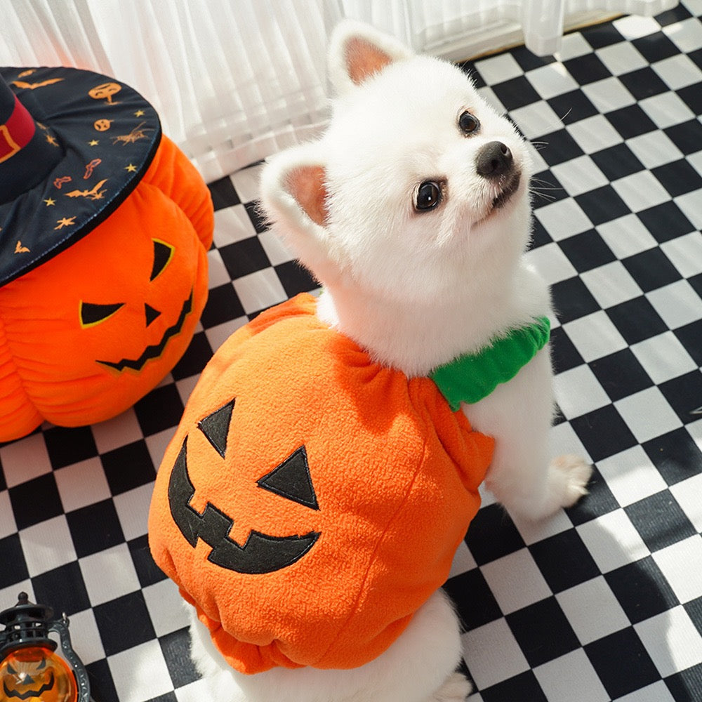 Pomeranian dog in pumpkin Halloween costume, perfect for holiday photoshoot and trick or treat