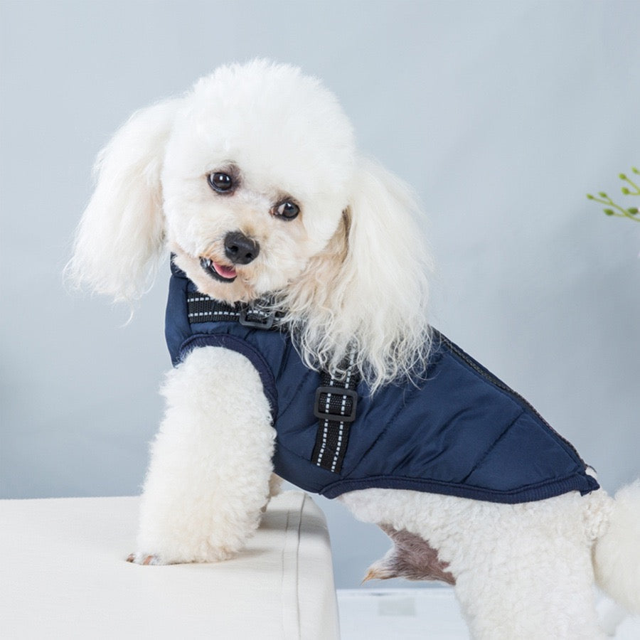 Small white dog wearing a navy winter coat with high collar
