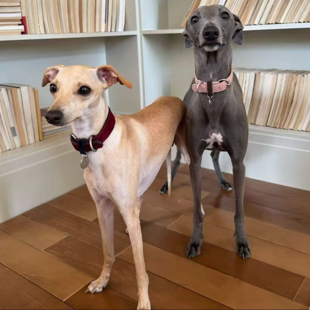 Two Whippet dogs styled with vintage luxury suede dog collars, aesthetic home bookshelf background