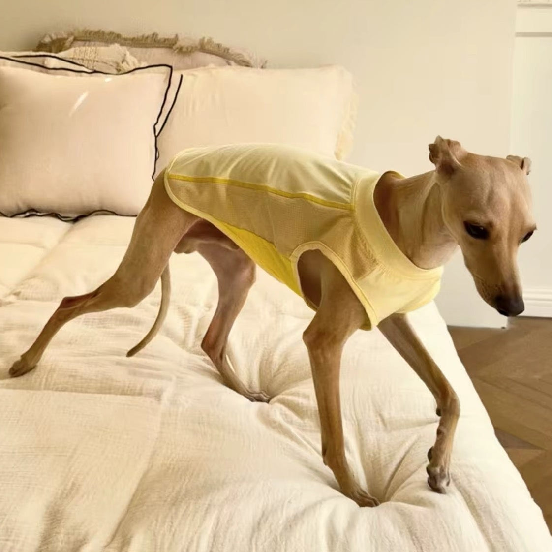 yellow-quickdry-dog-cooling-vest-summer-shirt, Dog wearing yellow quick dry dog cooling vest, summer sun protection sleeveless dog shirt